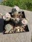 Preview: Mammillaria giselae